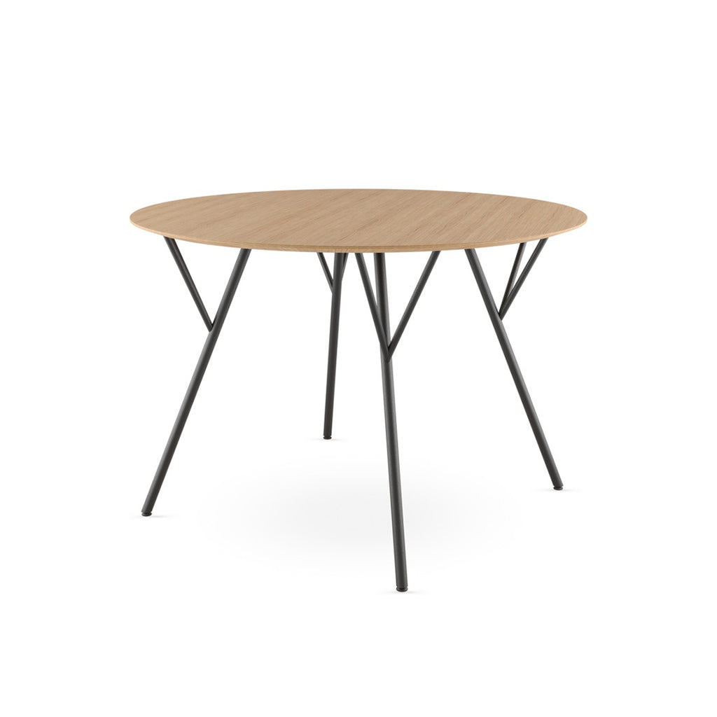 Tisch Trivi