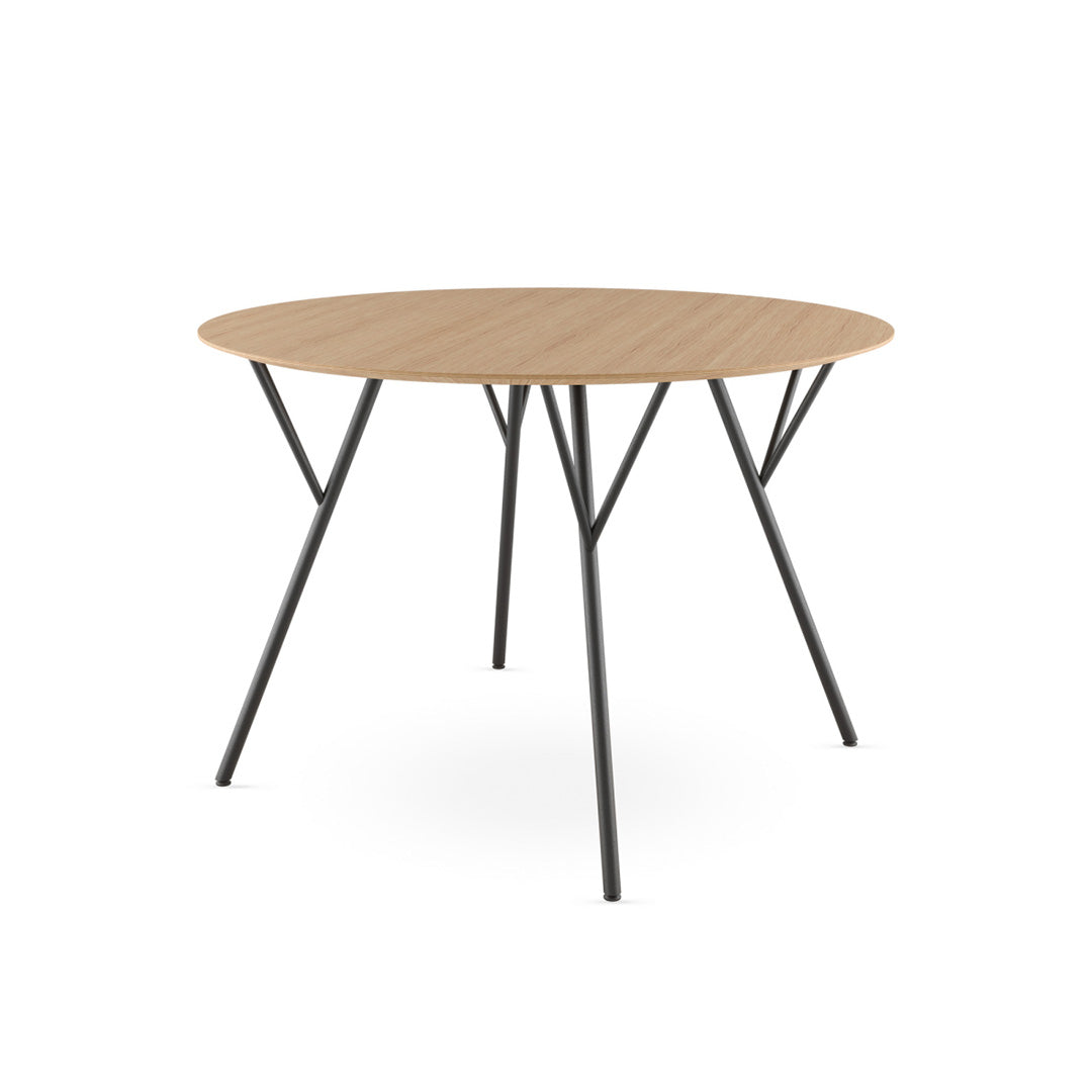 Tisch Trivi